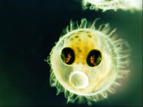 Japanese Medaka fish (an embryo is shown here) were among the first animals used to study embryo development in space