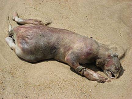 The montauk "monster"