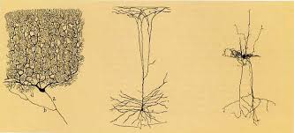 Image result for cajal drawings axons