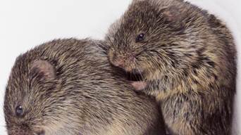 Image result for voles images
